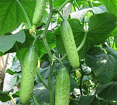 微生物菌肥促进黄瓜高产提质