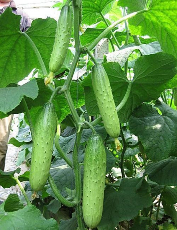 色翁荡息又大又硬又粗又爽