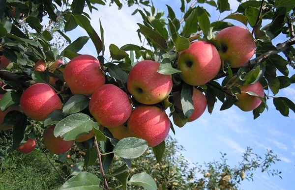 色翁荡息又大又硬又粗又爽