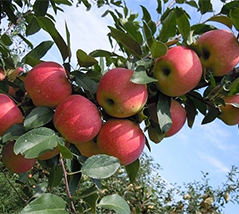 微生物菌剂促进苹果高产提质