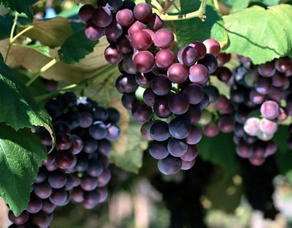 色翁荡息又大又硬又粗又爽