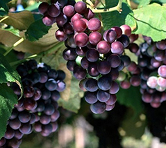 微生物菌剂促进葡萄高产提质