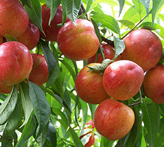 微生物菌剂促进苹果高产提质