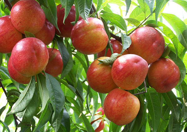 色翁荡息又大又硬又粗又爽