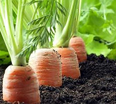 微生物菌肥促进萝卜高产提质