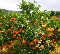 微生物菌剂促进桔子高产提质
