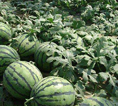 微生物菌剂促进西瓜高产提质