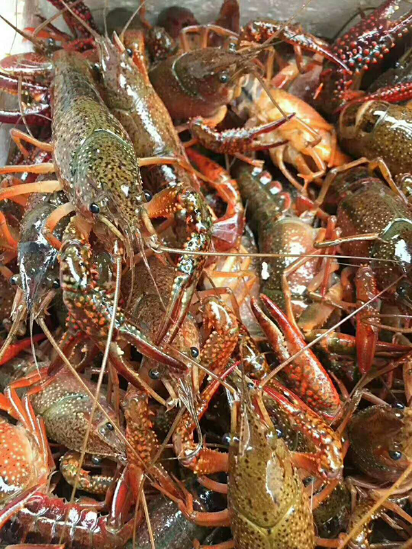 色翁荡息又大又硬又粗又爽