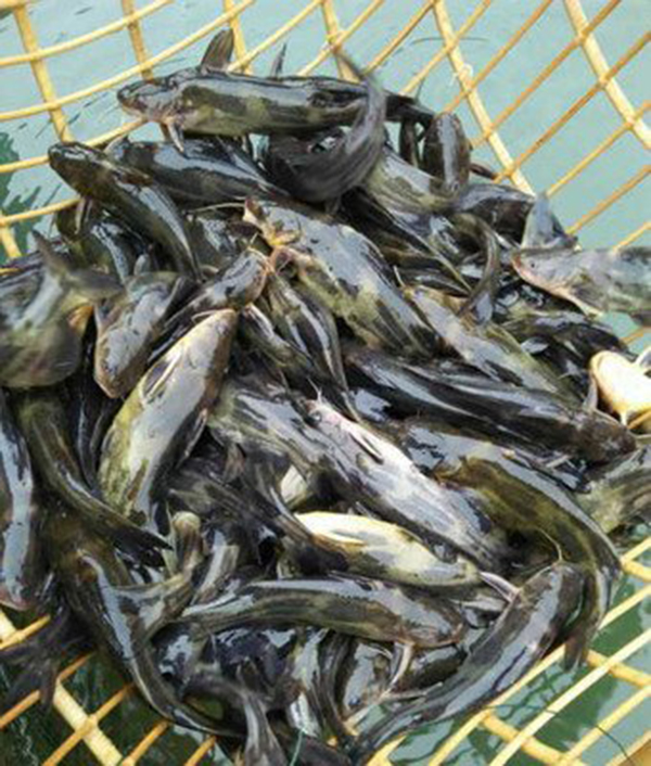 色翁荡息又大又硬又粗又爽