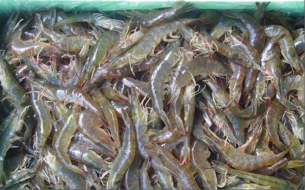 色翁荡息又大又硬又粗又爽