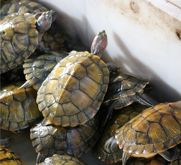 色翁荡息又大又硬又粗又爽