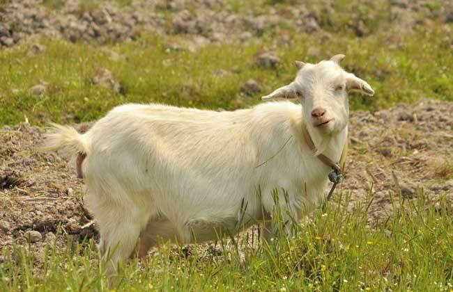 色翁荡息又大又硬又粗又爽