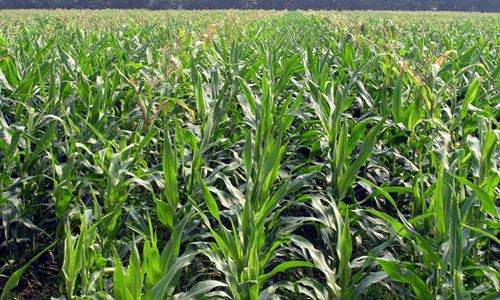 色翁荡息又大又硬又粗又爽