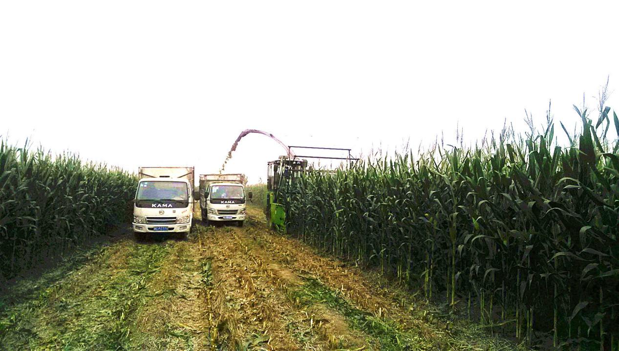 色翁荡息又大又硬又粗又爽