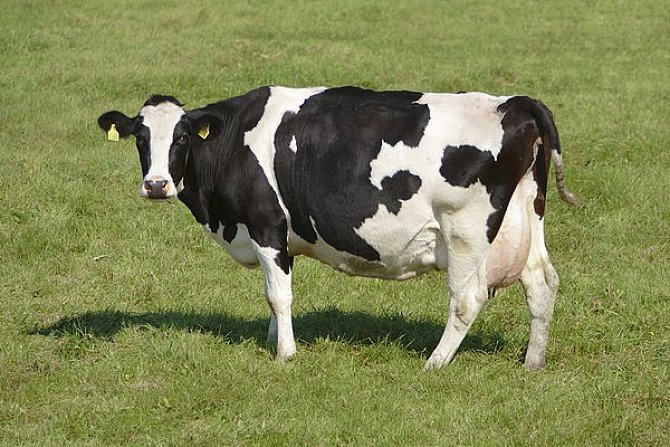 色翁荡息又大又硬又粗又爽