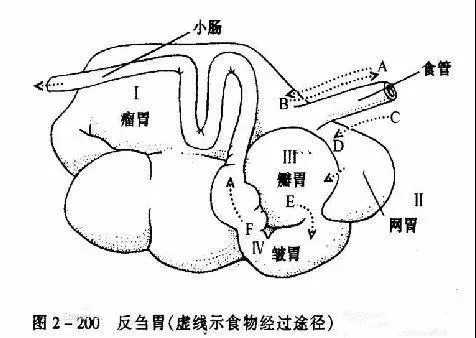 色翁荡息又大又硬又粗又爽