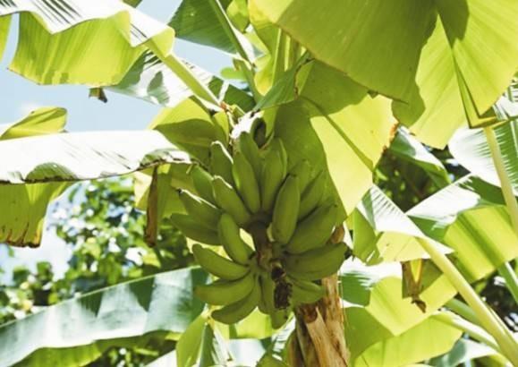 微生物菌肥促进香蕉高产提质