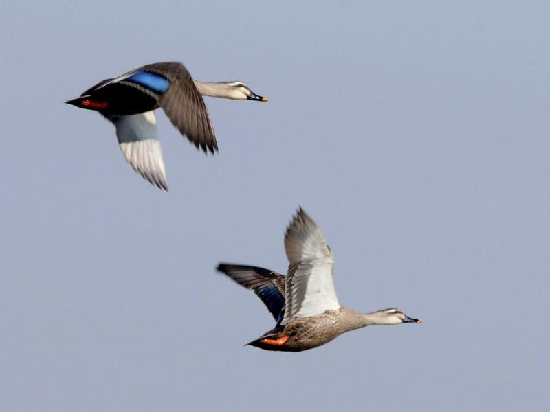 色翁荡息又大又硬又粗又爽