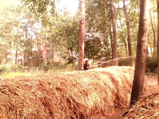 高温发酵秸秆制成有机肥