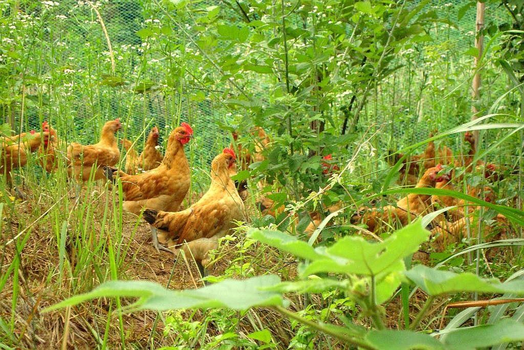 色翁荡息又大又硬又粗又爽