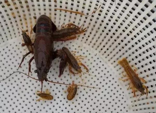 色翁荡息又大又硬又粗又爽