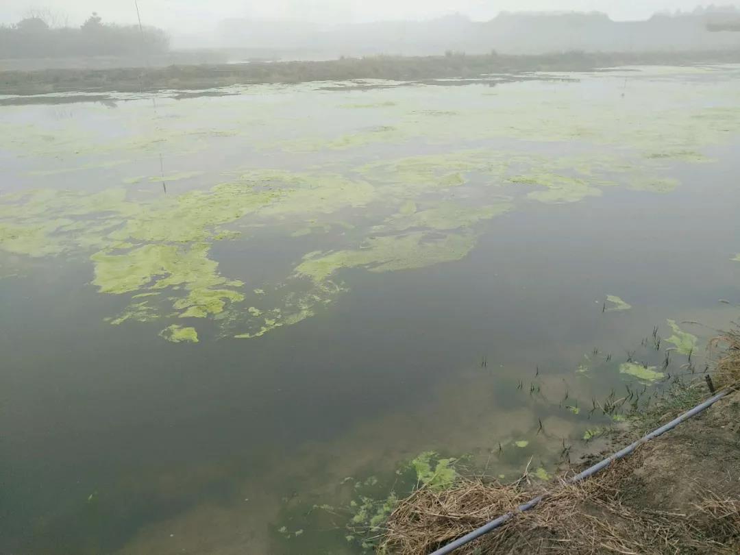 色翁荡息又大又硬又粗又爽