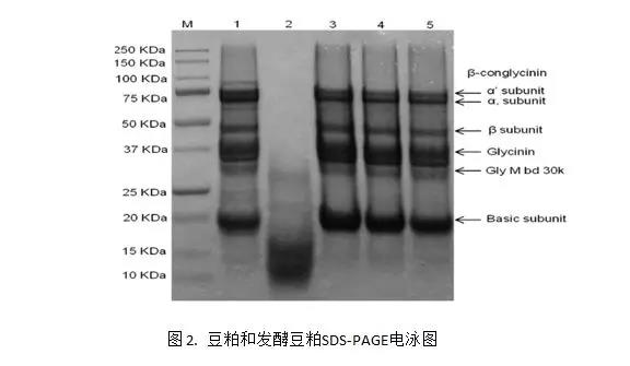 色翁荡息又大又硬又粗又爽