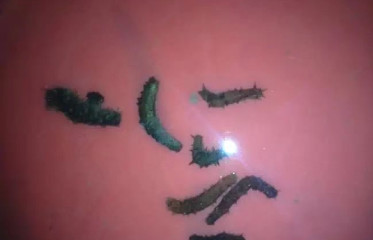 色翁荡息又大又硬又粗又爽