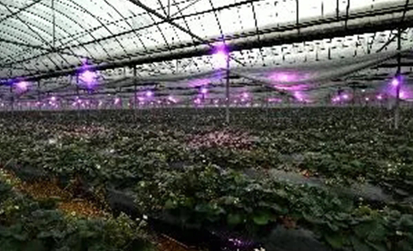 色翁荡息又大又硬又粗又爽