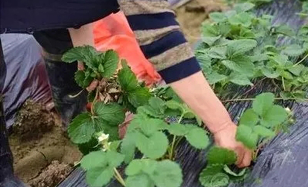 色翁荡息又大又硬又粗又爽