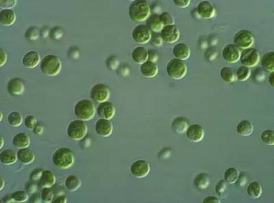 色翁荡息又大又硬又粗又爽