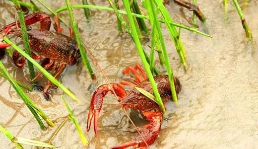 色翁荡息又大又硬又粗又爽