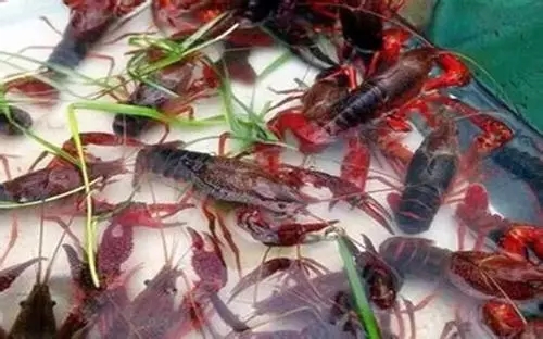 色翁荡息又大又硬又粗又爽