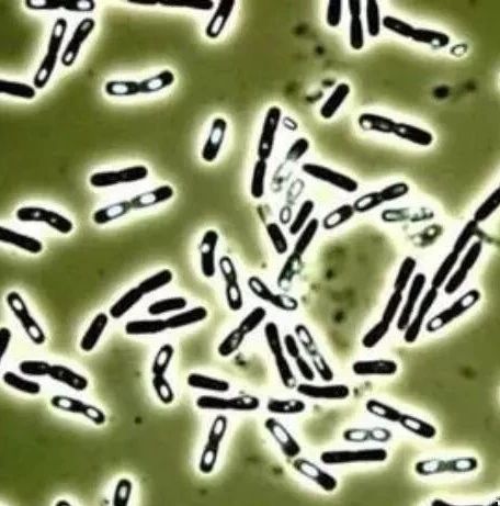 色翁荡息又大又硬又粗又爽