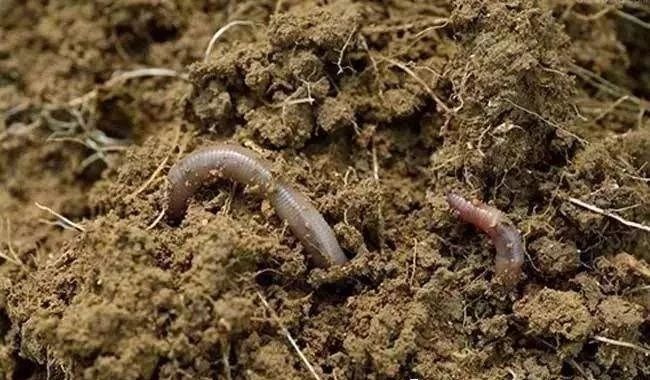 色翁荡息又大又硬又粗又爽