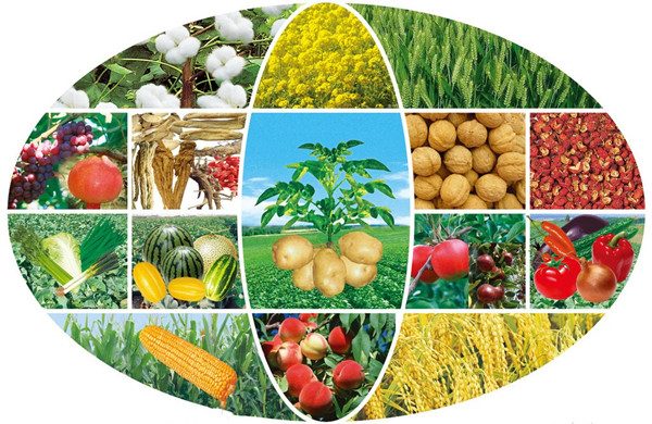 色翁荡息又大又硬又粗又爽