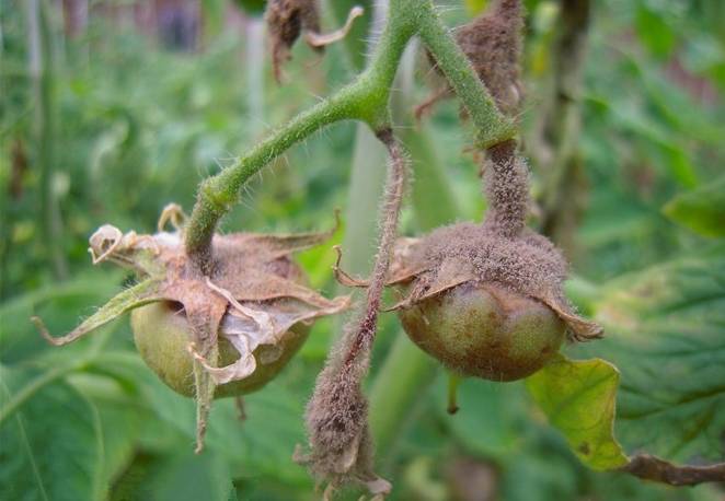 色翁荡息又大又硬又粗又爽