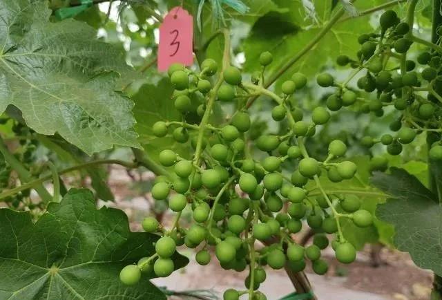 色翁荡息又大又硬又粗又爽