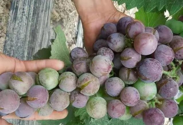 色翁荡息又大又硬又粗又爽