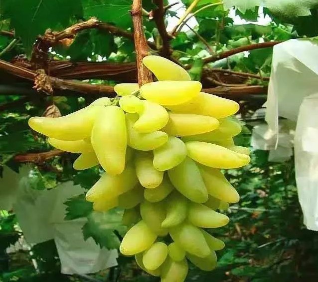 色翁荡息又大又硬又粗又爽