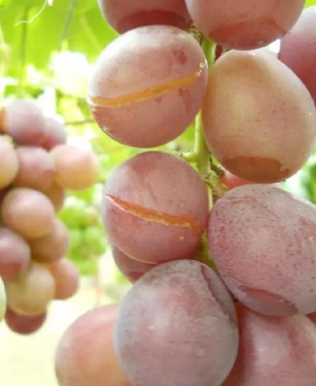 色翁荡息又大又硬又粗又爽