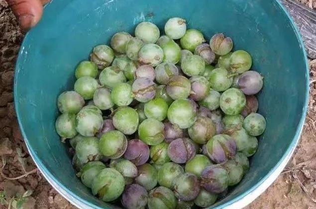 色翁荡息又大又硬又粗又爽