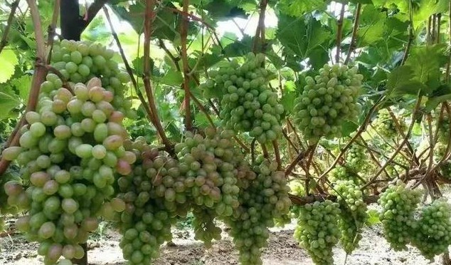 色翁荡息又大又硬又粗又爽