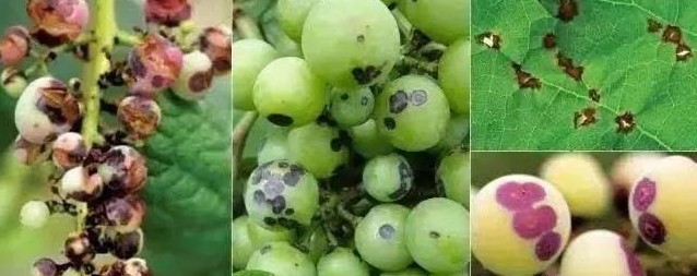 色翁荡息又大又硬又粗又爽