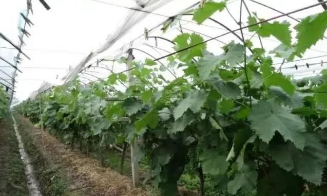 色翁荡息又大又硬又粗又爽