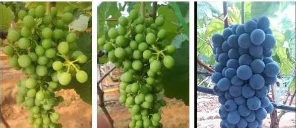 色翁荡息又大又硬又粗又爽