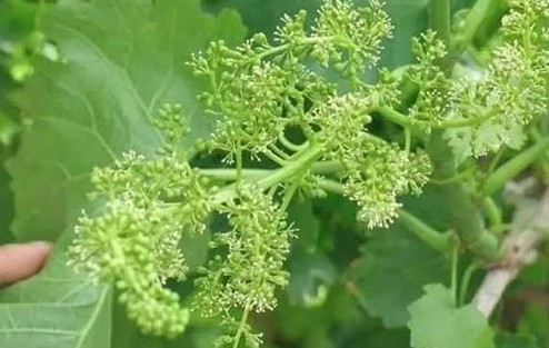 色翁荡息又大又硬又粗又爽