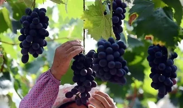 色翁荡息又大又硬又粗又爽