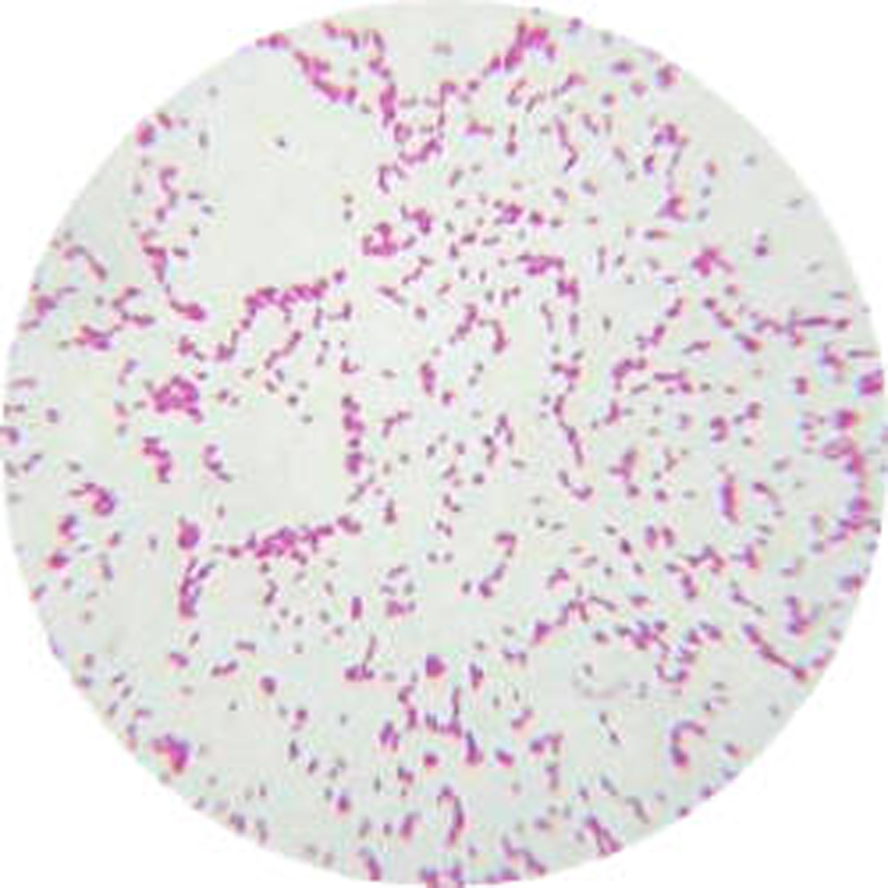 色翁荡息又大又硬又粗又爽