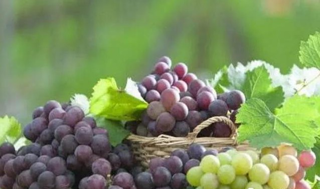 色翁荡息又大又硬又粗又爽